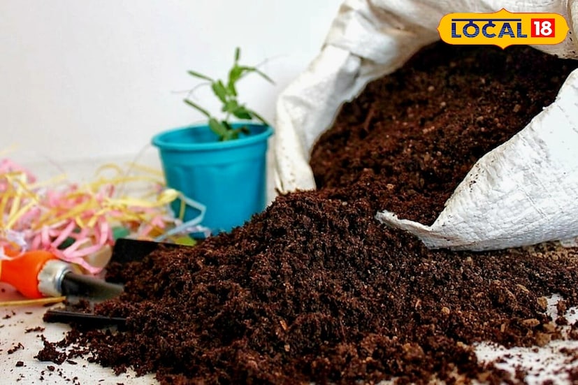 কিচেন গার্ডেনে ভালো ফলন পাওয়ার সবচেয়ে বড় রহস্য হলো সঠিক মাটি। শুধু সাধারণ মাটি ব্যবহার করলে গাছ দুর্বল হয়ে যায়। টবে মাটির সঙ্গে ভার্মি কম্পোস্ট এবং অল্প বালি মিশিয়ে নিন। এতে মাটি হালকা থাকবে, জল জমে থাকবে না এবং গাছের শিকড় ভালোভাবে ছড়াতে পারবে। সঠিক মাটি পেলে গাছ দ্রুত বেড়ে ওঠে এবং ফল ও সবজির উৎপাদন অনেক বেশি হয়।