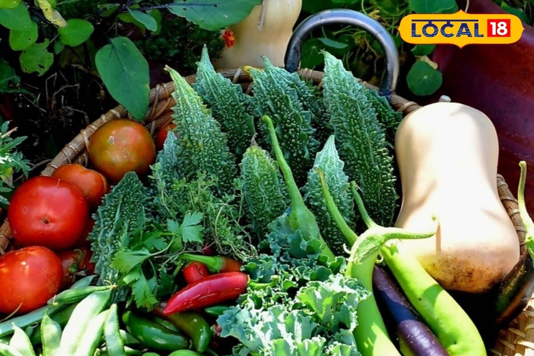 কিচেন গার্ডেন করতে চান? ব্যালকনিতে রোদের ভুল হিসেবেই নষ্ট হচ্ছে গাছ!