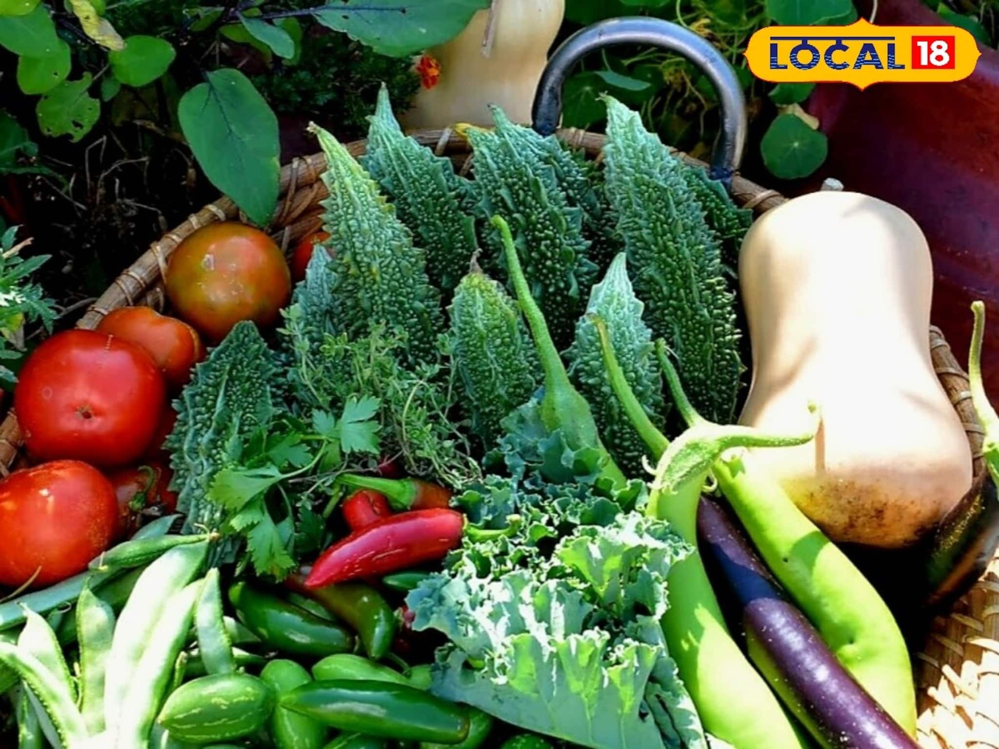 কিচেন গার্ডেন করতে চান? ব্যালকনিতে রোদের ভুল হিসেবেই নষ্ট হচ্ছে গাছ!