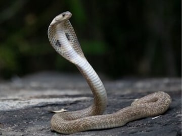 এই ৮টি গাছ দেখলেই ভয় পায় সাপ! গন্ধ সহ্য হয় না, বাড়িতে লাগালেই বন্ধ হবে সাপের এন্ট্রি এই ৮টি গাছ দেখলেই ভয় পায় সাপ! গন্ধ সহ্য হয় না, বাড়িতে লাগালেই বন্ধ হবে সাপের এন্ট্রি