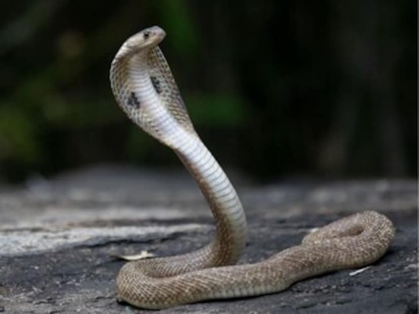 মরশুম যাই হোক না কেন, সাপের উপদ্রব অনেক সময় বেড়ে যায়। বিশেষ করে যারা নদী–নালা, পার্ক, জঙ্গল বা পাহাড়ি এলাকার আশপাশে থাকেন, তাঁদের ক্ষেত্রে এই সমস্যা বেশি দেখা যায়। শহর ও ছোট শহরে তুলনামূলকভাবে সাপের সমস্যা কিছুটা কম হলেও সতর্ক থাকা জরুরি। কারণ বিষাক্ত সাপ কামড়ালে প্রাণহানির ঝুঁকিও থাকে।যদি আপনার বাড়ি, উঠোন বা বাগানে প্রায়ই সাপ দেখা যায়, তাহলে কিছু বিশেষ গাছ লাগাতে পারেন। এই গাছগুলোর এমন কিছু গুণ রয়েছে, যার কারণে সাপ এদের আশপাশে থাকতে পছন্দ করে না। কোন গাছগুলো সাপ তাড়াতে সাহায্য করে, তা এখানে জেনে নিন। মরশুম যাই হোক না কেন, সাপের উপদ্রব অনেক সময় বেড়ে যায়। বিশেষ করে যারা নদী–নালা, পার্ক, জঙ্গল বা পাহাড়ি এলাকার আশপাশে থাকেন, তাঁদের ক্ষেত্রে এই সমস্যা বেশি দেখা যায়। শহর ও ছোট শহরে তুলনামূলকভাবে সাপের সমস্যা কিছুটা কম হলেও সতর্ক থাকা জরুরি। কারণ বিষাক্ত সাপ কামড়ালে প্রাণহানির ঝুঁকিও থাকে।যদি আপনার বাড়ি, উঠোন বা বাগানে প্রায়ই সাপ দেখা যায়, তাহলে কিছু বিশেষ গাছ লাগাতে পারেন। এই গাছগুলোর এমন কিছু গুণ রয়েছে, যার কারণে সাপ এদের আশপাশে থাকতে পছন্দ করে না। কোন গাছগুলো সাপ তাড়াতে সাহায্য করে, তা এখানে জেনে নিন।