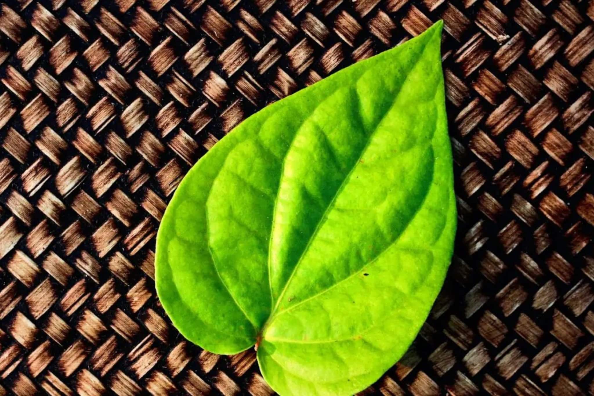 সস্তার পান পাতাতে লাখ টাকার ওষুধ, নিমেষে গায়েব করে গ্যাস-অ্যাসিডিটি থেকে কোষ্ঠকাঠিন্য...