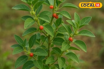 স্ট্রেস, অনিদ্রা ও দুর্বলতার আয়ুর্বেদিক সমাধান: অশ্বগন্ধার আশ্চর্য উপকারিতা