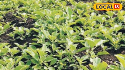 Ashwagandha: Ayurvedic Solution for Stress, Insomnia, and Weakness