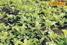 স্ট্রেস, অনিদ্রা ও দুর্বলতার আয়ুর্বেদিক সমাধান: অশ্বগন্ধার আশ্চর্য উপকারিতা