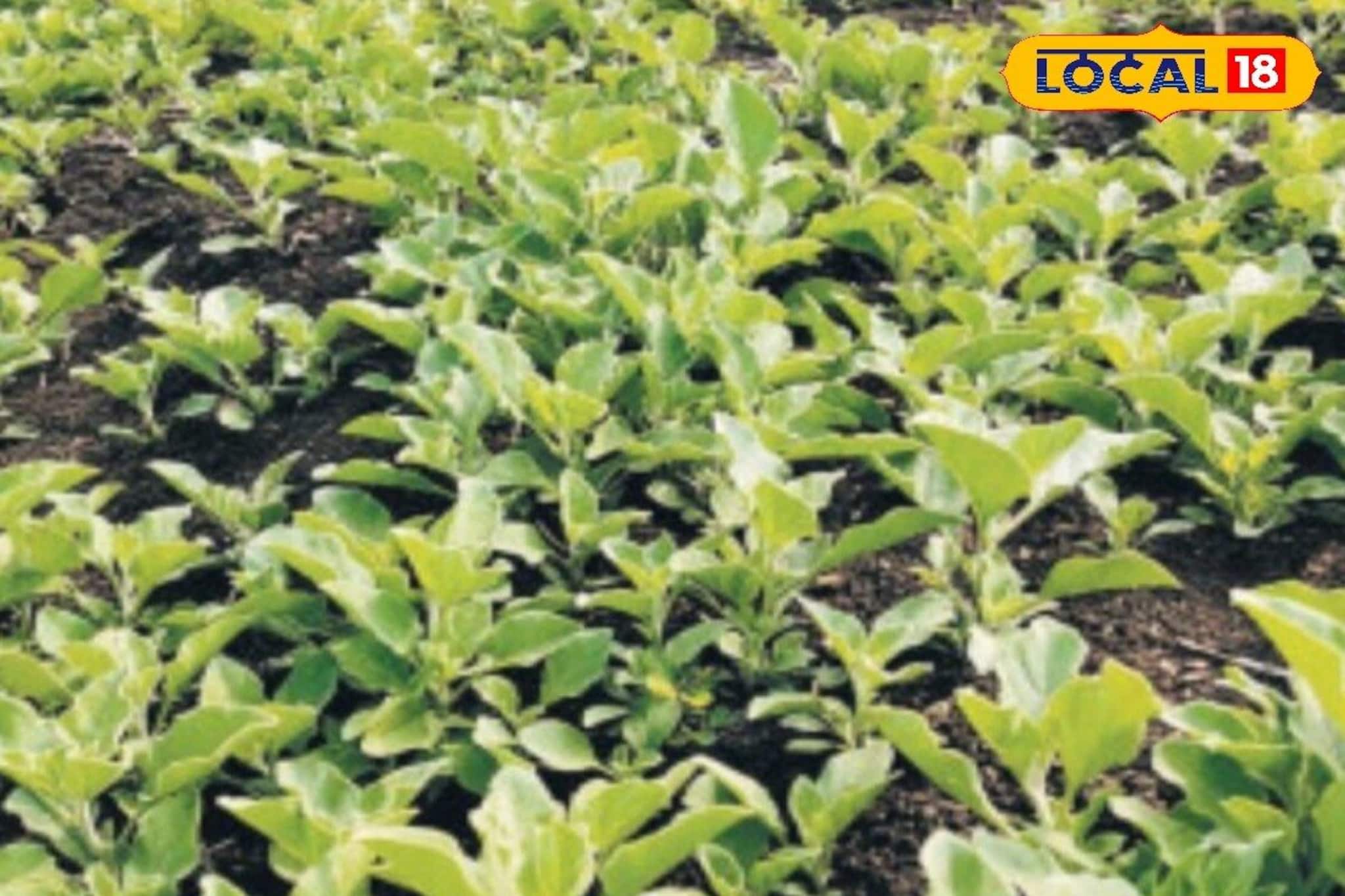 স্ট্রেস, অনিদ্রা ও দুর্বলতার আয়ুর্বেদিক সমাধান: অশ্বগন্ধার আশ্চর্য উপকারিতা স্ট্রেস, অনিদ্রা ও দুর্বলতার আয়ুর্বেদিক সমাধান: অশ্বগন্ধার আশ্চর্য উপকারিতা