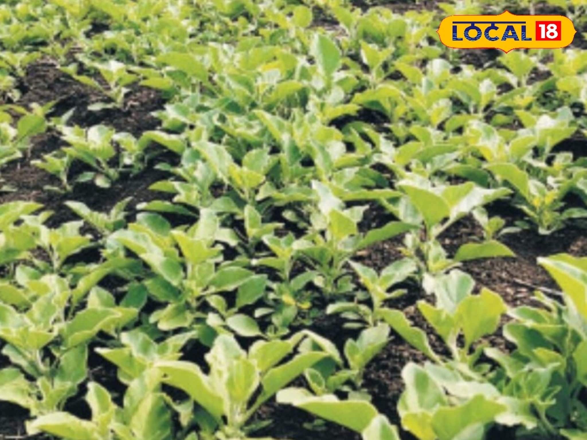 স্ট্রেস, অনিদ্রা ও দুর্বলতার আয়ুর্বেদিক সমাধান: অশ্বগন্ধার আশ্চর্য উপকারিতা