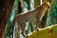 Cheeta: রবিবার সকাল হতেই এলাকায় হইচই, বিরাট চিতাবাঘ! সকলেই এলেন দেখতে