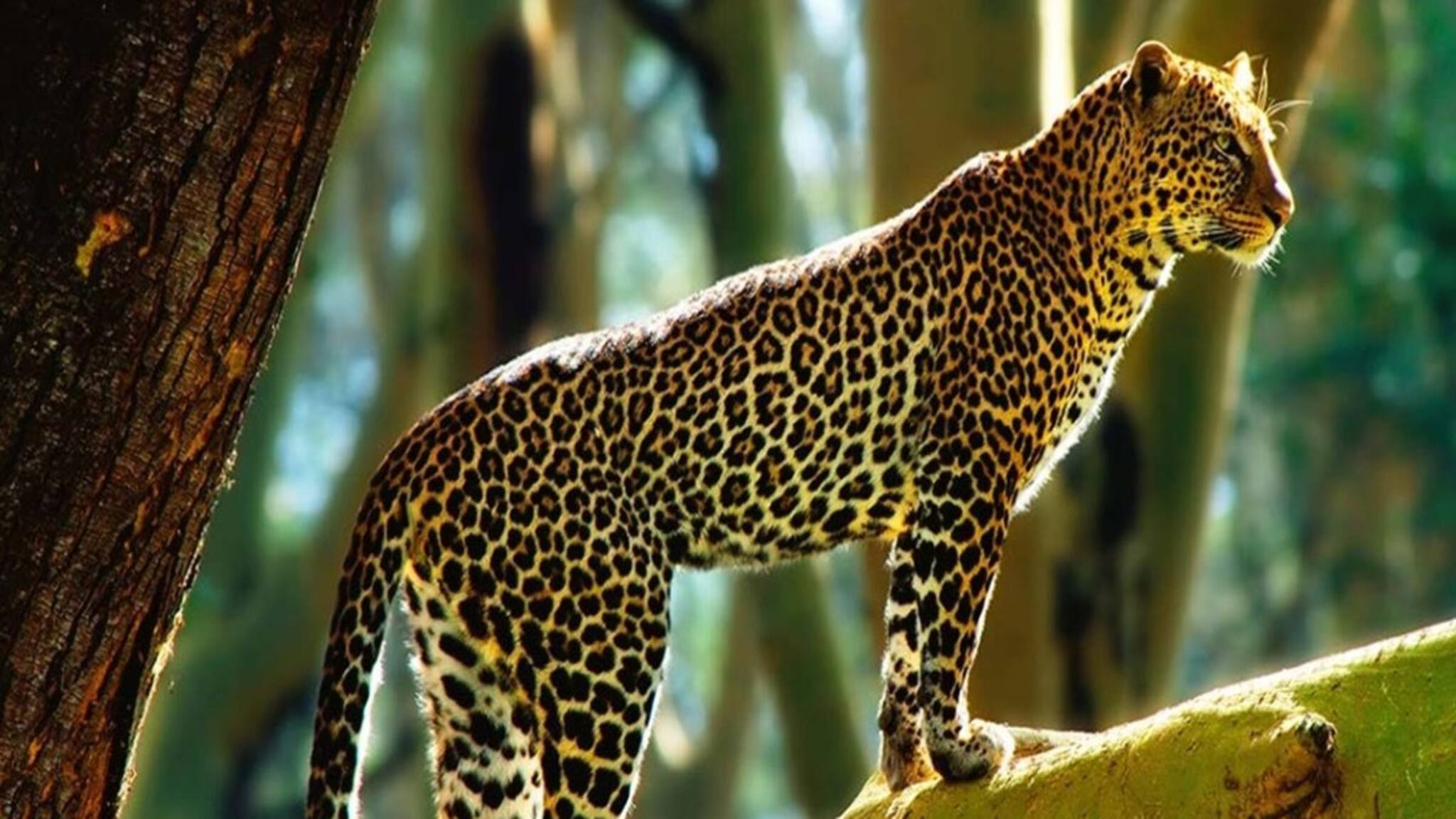 গাছে বসে চিতাবাঘ! আতঙ্ক চা-বাগানে