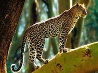 গাছে বসে চিতাবাঘ! আতঙ্ক চা-বাগানে