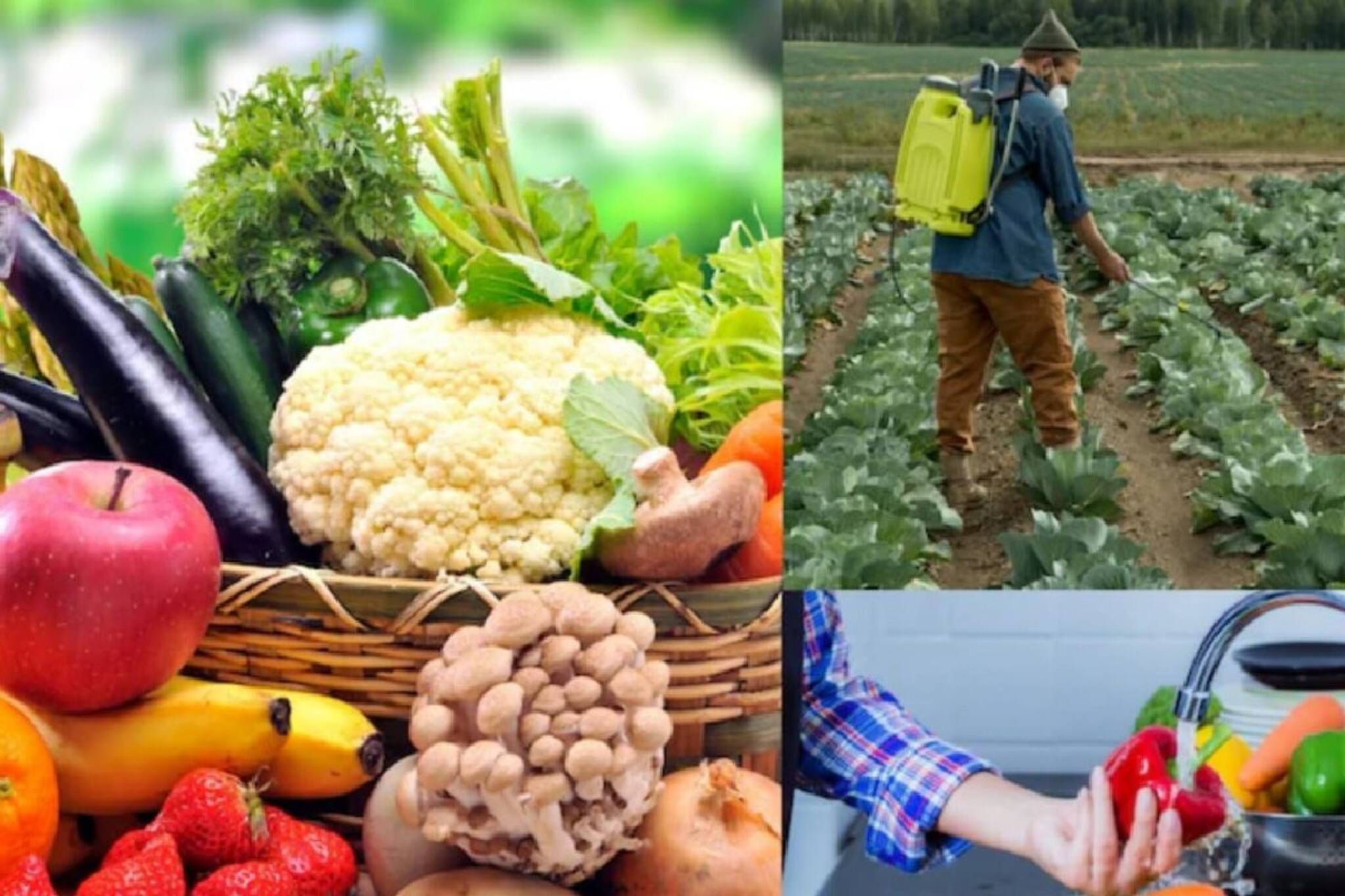 'পেসটিসাইড'-এ ক্যানসারের বীজ, কমছে প্রজনন ক্ষমতা,কোন ফল ও সবজিতে কীটনাশক সবচেয়ে বেশি? 'পেসটিসাইড'-এ ক্যানসারের বীজ, কমছে প্রজনন ক্ষমতা,কোন ফল ও সবজিতে কীটনাশক সবচেয়ে বেশি?