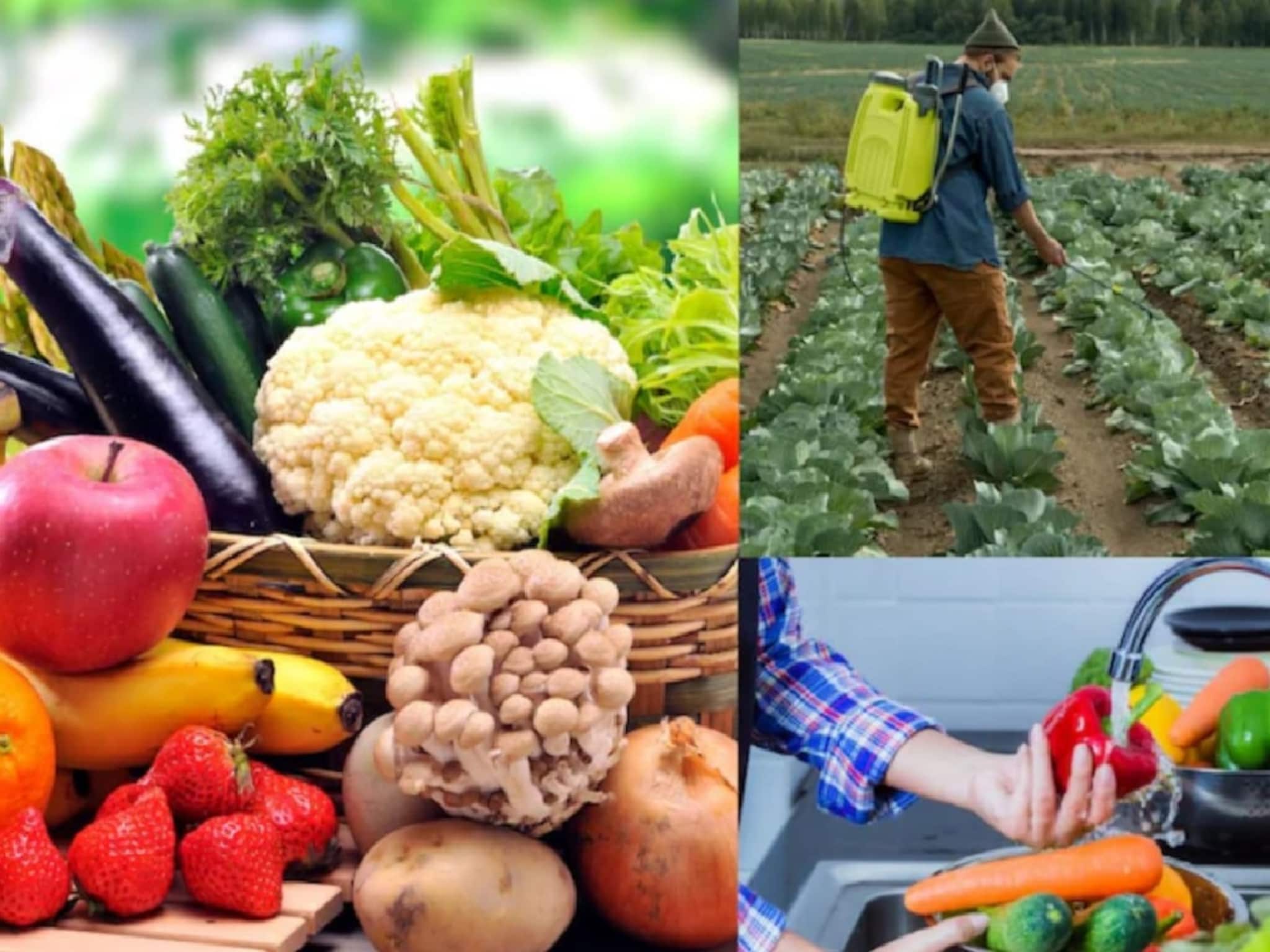 'পেসটিসাইড'-এ ক্যানসারের বীজ, কমছে প্রজনন ক্ষমতা,কোন ফল ও সবজিতে কীটনাশক সবচেয়ে বেশি?