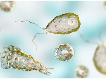 'ঘিলুখেকো অ্যামিবা' নাক,মুখ দিয়ে ঢুকে সটান ব্রেনে বাসা বাঁধে,শেষ করে দেয় মস্তিষ্কের কোষ...