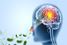 Brain-Eating Ameobas: 'ঘিলুখেকো অ্যামিবা' নাক,মুখ দিয়ে ঢুকে সটান ব্রেনে বাসা বাঁধে, শেষ করে দেয় মস্তিষ্কের কোষ, স্নায়ু...কোন উপসর্গে সাবধান হবেন, কীভাবে নিজেকে বাঁচাবেন? পড়ুন