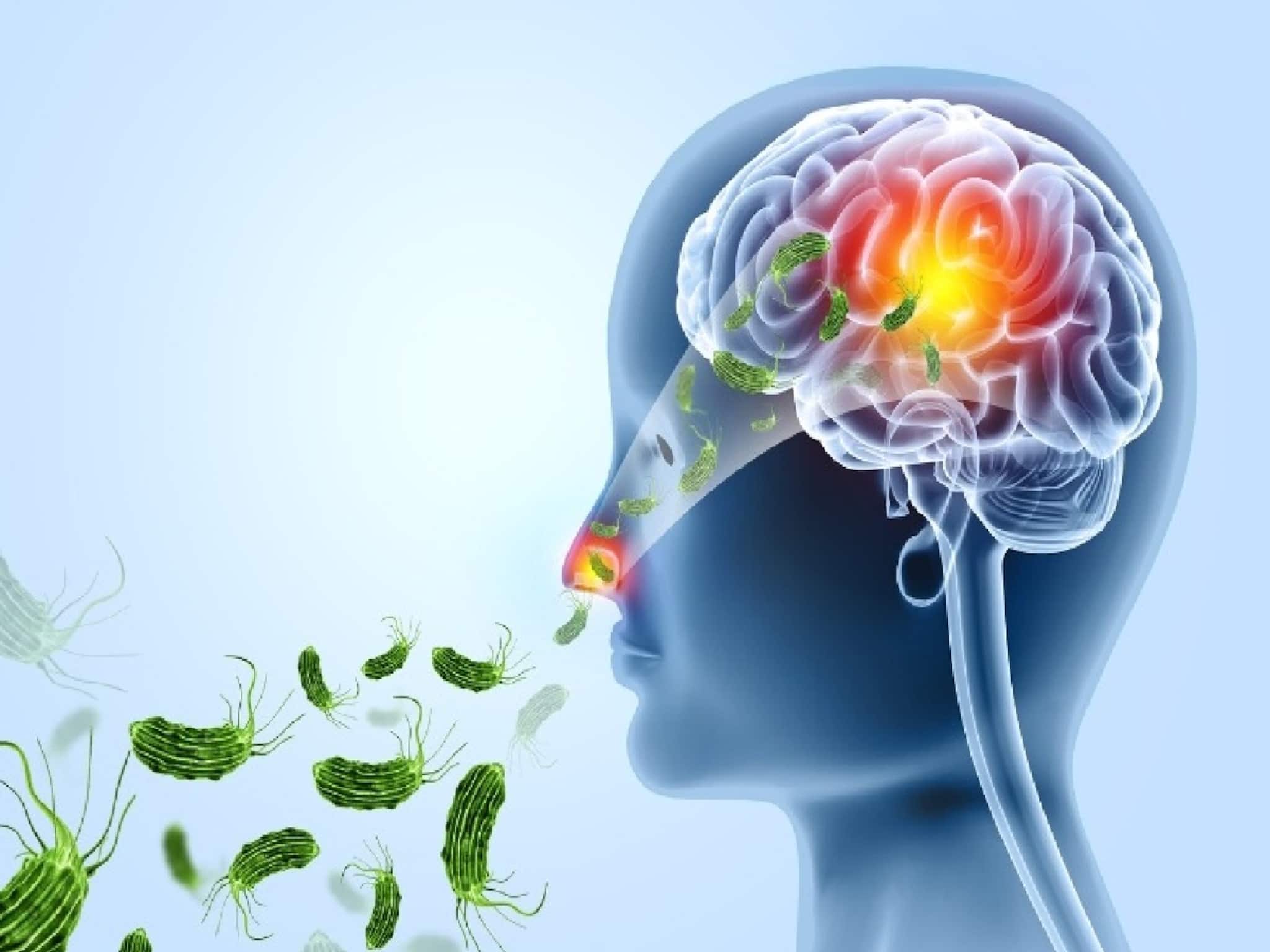 'ঘিলুখেকো অ্যামিবা' নাক,মুখ দিয়ে ঢুকে সটান ব্রেনে বাসা বাঁধে,শেষ করে দেয় মস্তিষ্কের কোষ... 'ঘিলুখেকো অ্যামিবা' নাক,মুখ দিয়ে ঢুকে সটান ব্রেনে বাসা বাঁধে,শেষ করে দেয় মস্তিষ্কের কোষ...