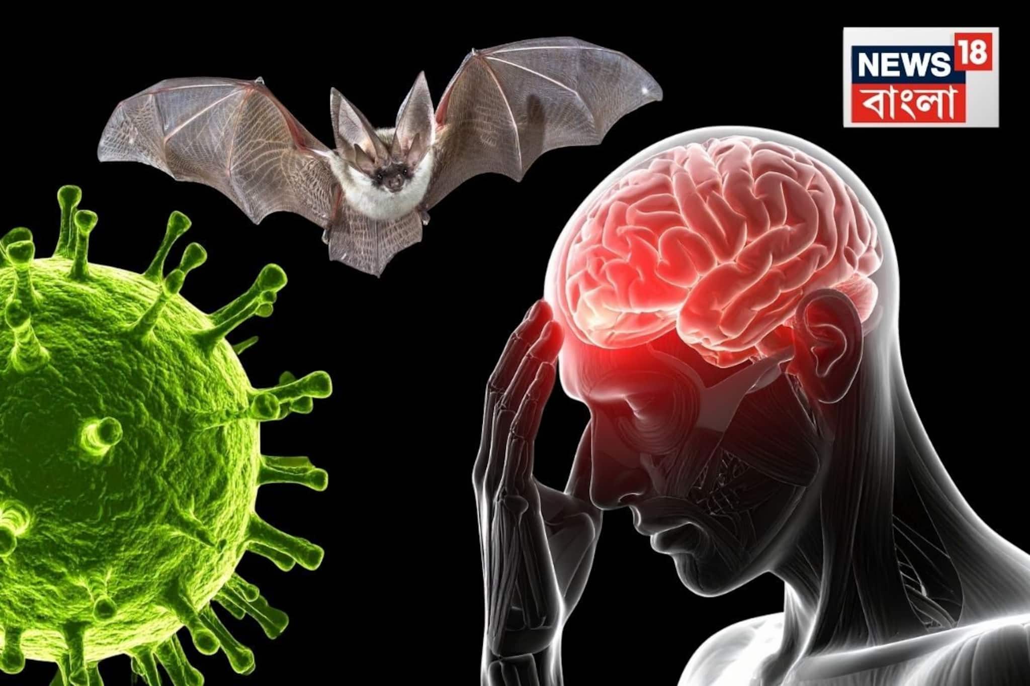 Nipah Virus:  হাত-পা বেঁকে যাওয়া, মস্তিষ্কের সমতা হারানো, নিপা হয়ে উঠতে পারে মারণ