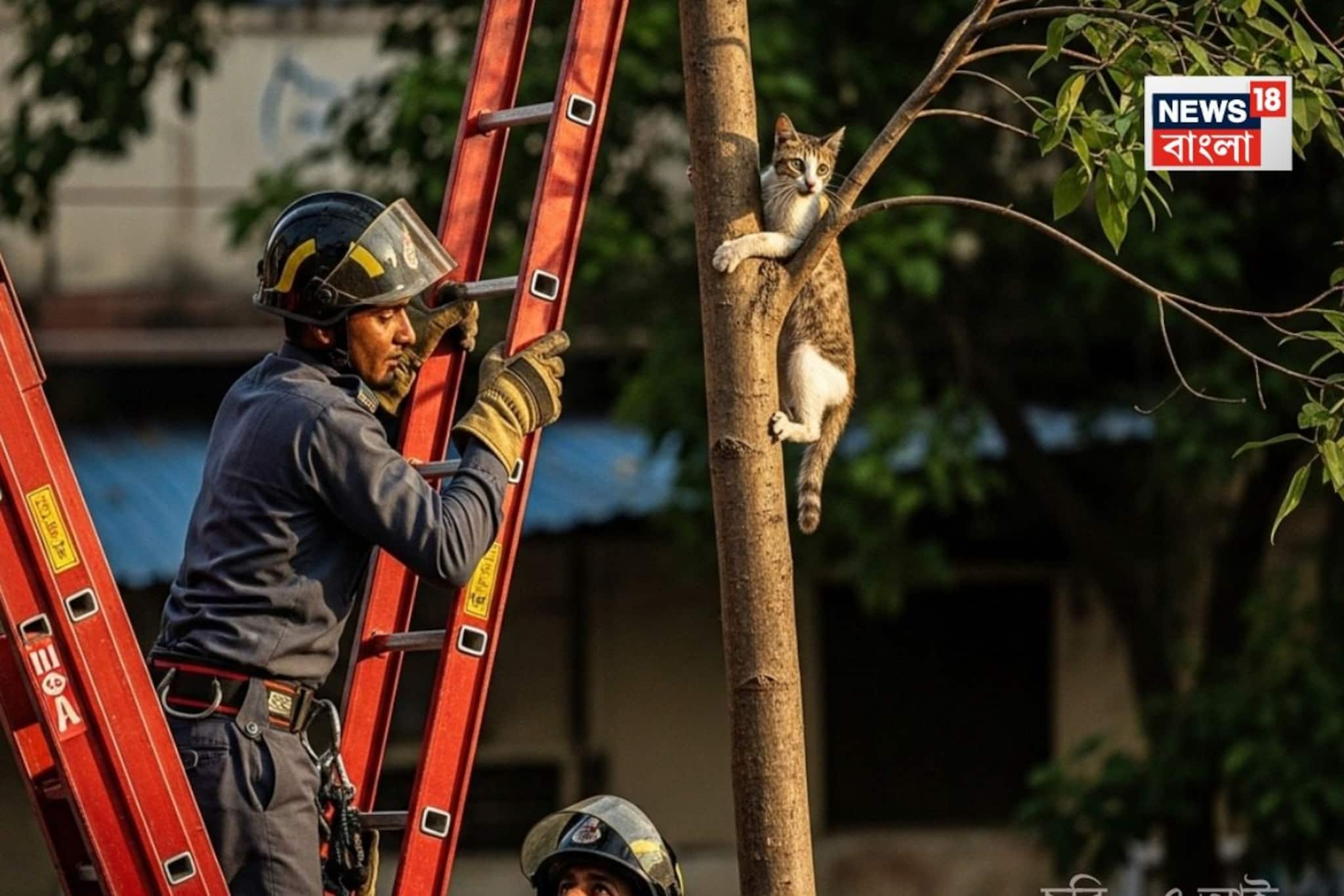 New Year-এ নাস্তানাবুদ, গাছের মগডালে আটকে বেড়াল, নামাতে গিয়ে নাভিশ্বাস দমকলবাহিনীর