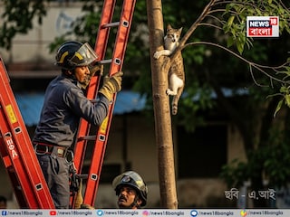 গাছে আটকে বিড়াল, নামিয়ে আনল দমকল- Photo- Representative (AI)