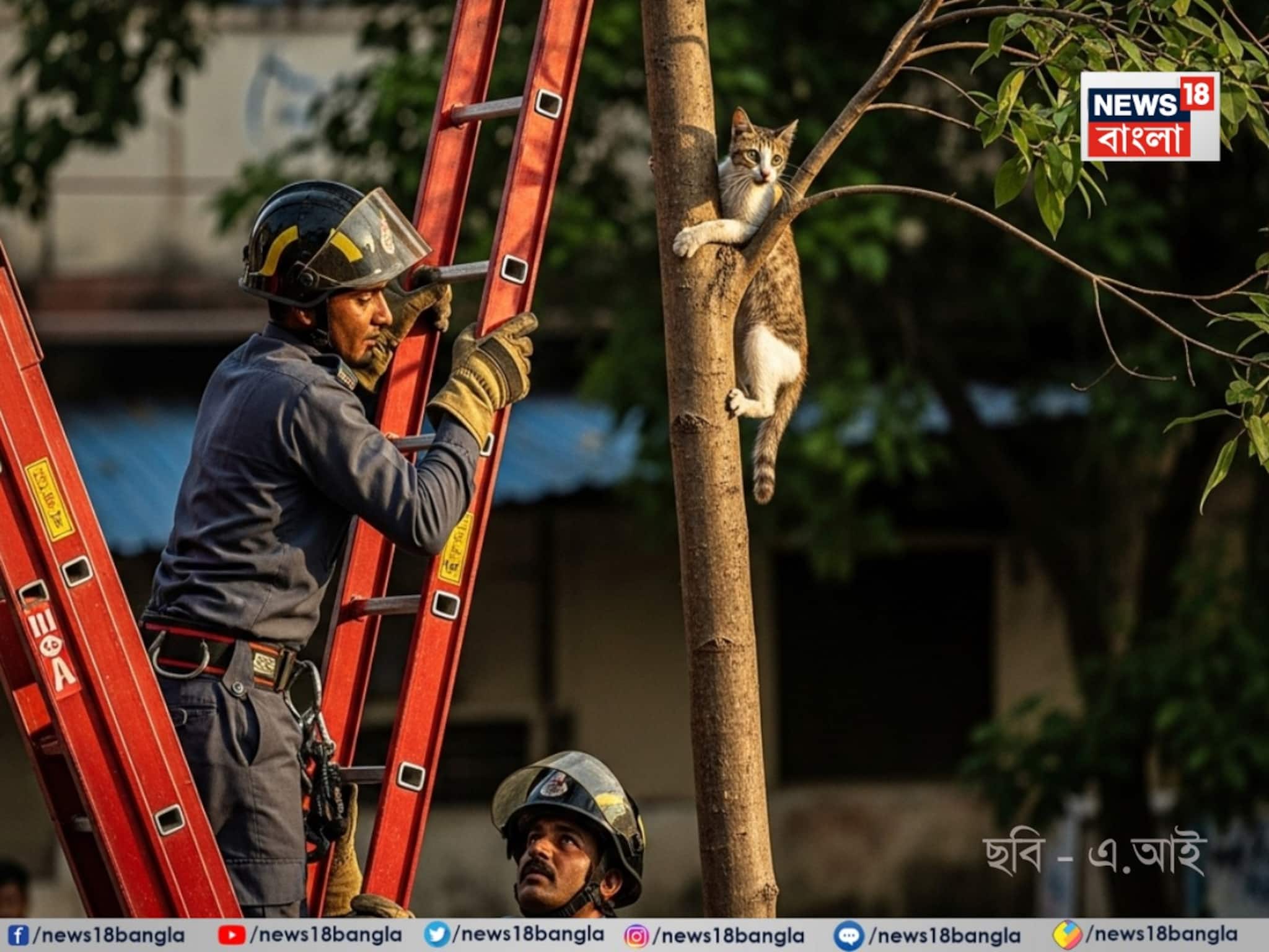 New Year-এ নাস্তানাবুদ, গাছের মগডালে আটকে বেড়াল, নামাতে গিয়ে নাভিশ্বাস দমকলবাহিনীর
