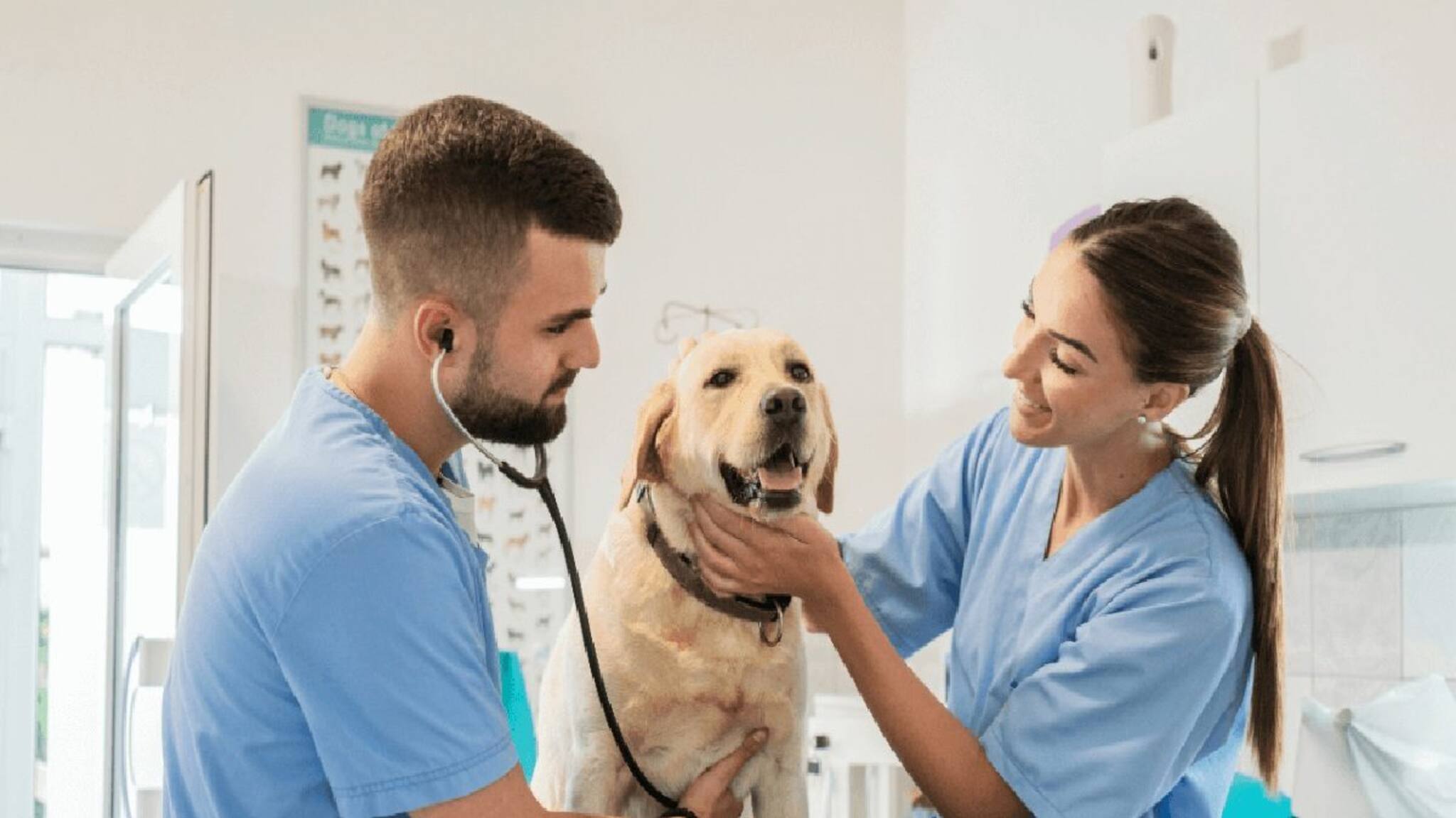 Occupation of Veterinary Doctor: পশুচিকিৎসক হওয়ার জন্য কী পরীক্ষা দিতে হয়? স্নাতকের সুযোগ দিচ্ছে পশ্চিমবঙ্গ প্রাণী ও মৎস্যবিজ্ঞান বিশ্ববিদ্যালয় অনুমোদিত প্রতিষ্ঠান