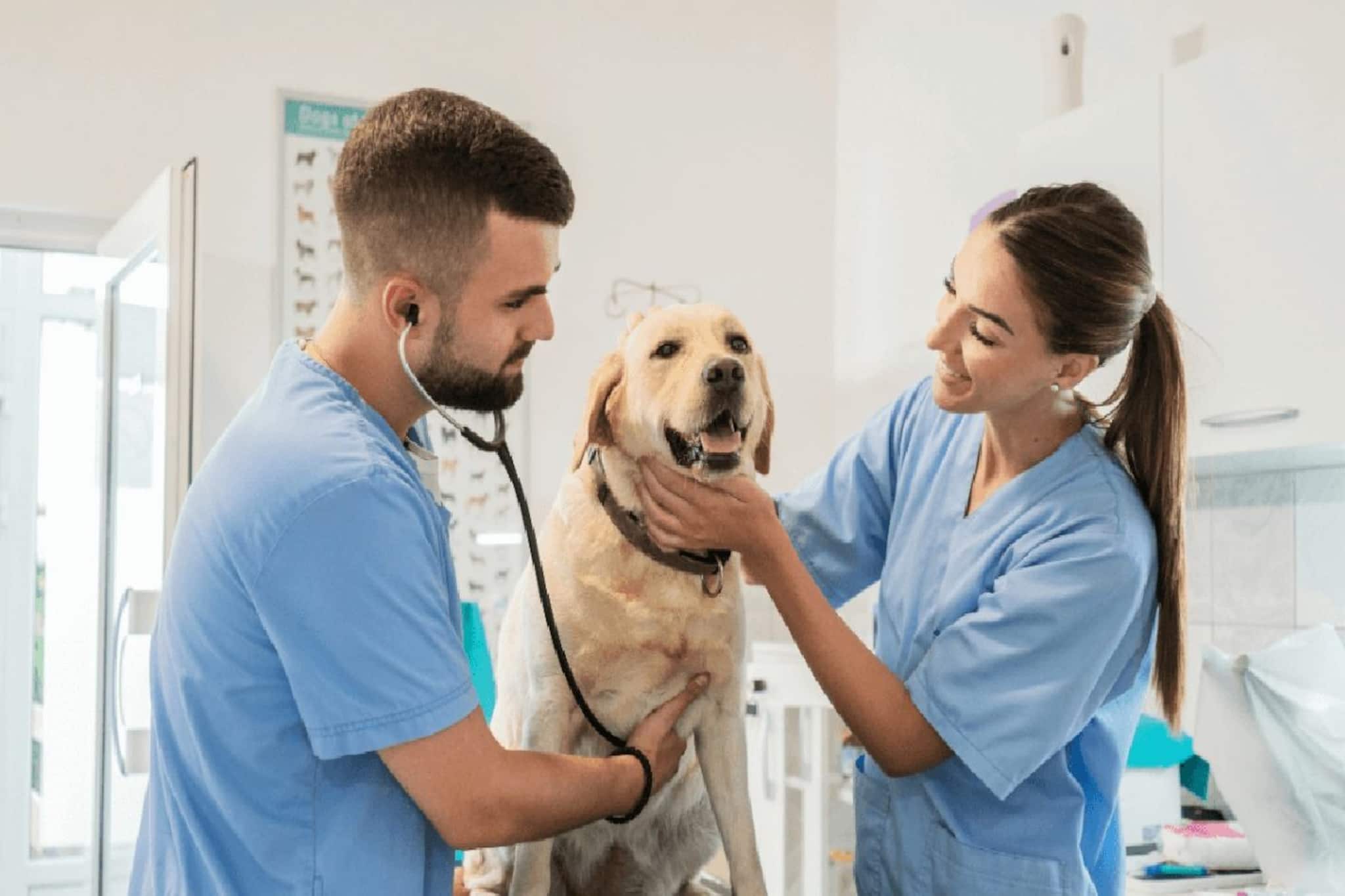 পশুচিকিৎসক হতে কী পরীক্ষা দিতে হয়? স্নাতকের সুযোগ দিচ্ছে পশ্চিমবঙ্গ সরকার, জানুন