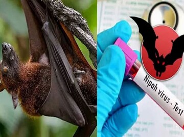 রাজ্যে নিপা ভাইরাস সংক্রমণ, বাঁচতে হলে কী করবেন? সতর্ক থাকার টিপস দিলেন স্বাস্থ্য আধিকারিক