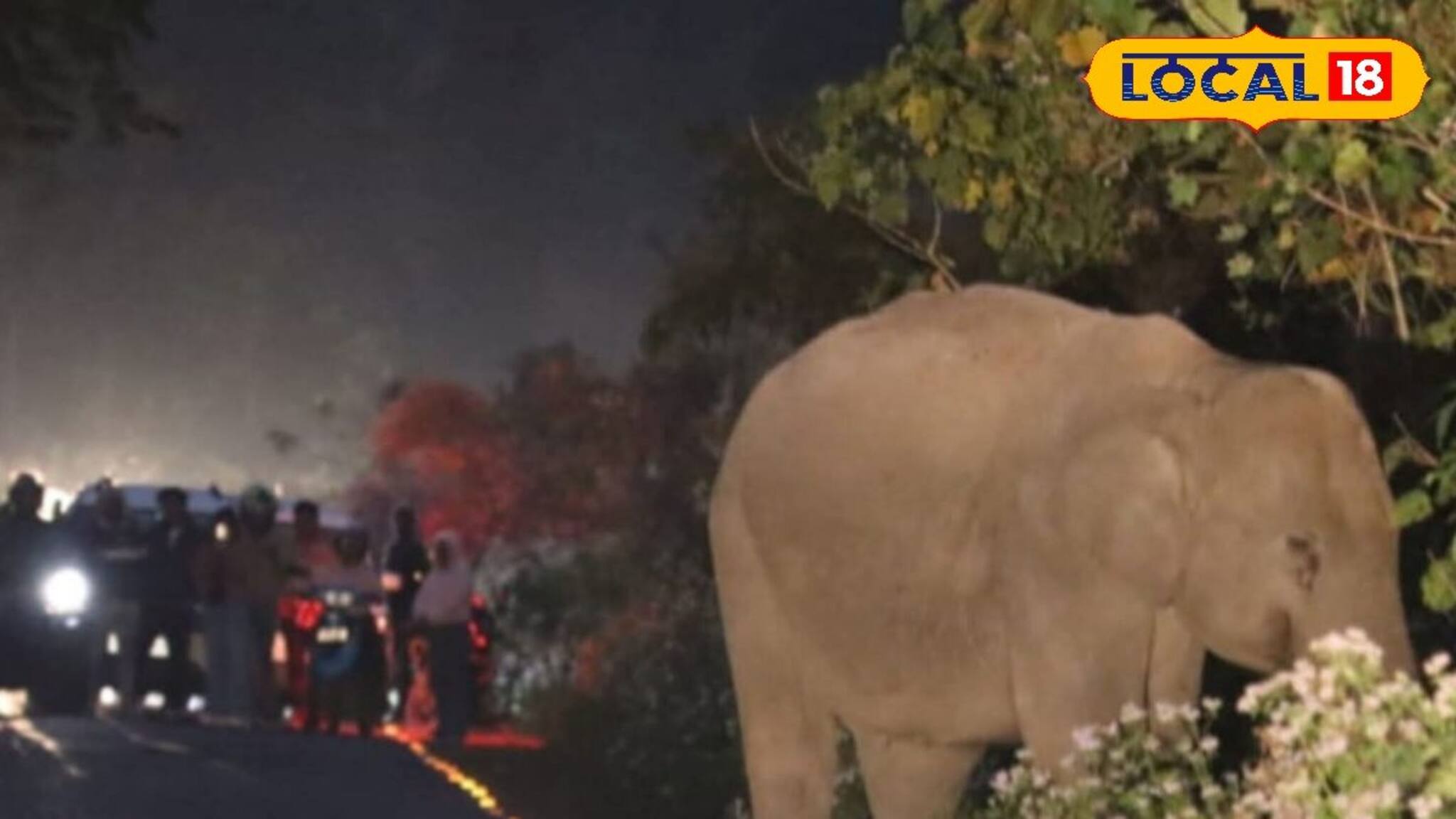 জঙ্গলের বুক চিড়ে রাস্তা, আচমকাই সামনে 'যমদূত'! মৃত্যুর মুখোমুখি হয়েও বেঁচে ফিরলেন ব্যক্তি