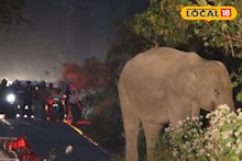 Elephant Attack: জঙ্গলের বুক চিড়ে রাস্তা, আচমকাই সামনে যমদূতের মতো হাজির দাঁতাল! মৃত্যুর মুখ থেকে বেঁচে ফিরলেন বয়স্ক ব্যক্তি, জানেন কীভাবে!
