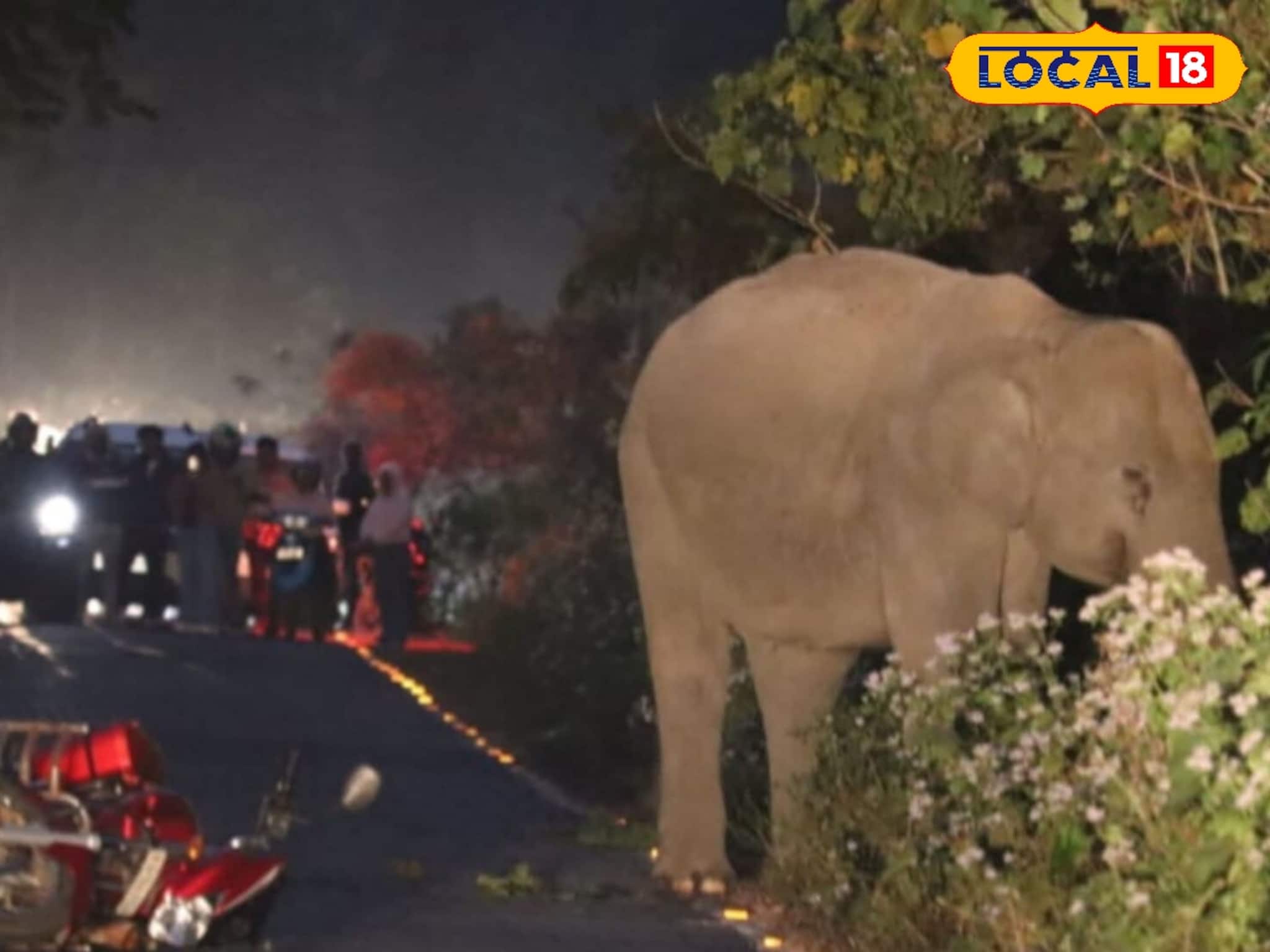 জঙ্গলের বুক চিড়ে রাস্তা, আচমকাই সামনে 'যমদূত'! মৃত্যুর মুখোমুখি হয়েও বেঁচে ফিরলেন ব্যক্তি