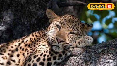 লেপার্ড | প্রতীকী ছবি