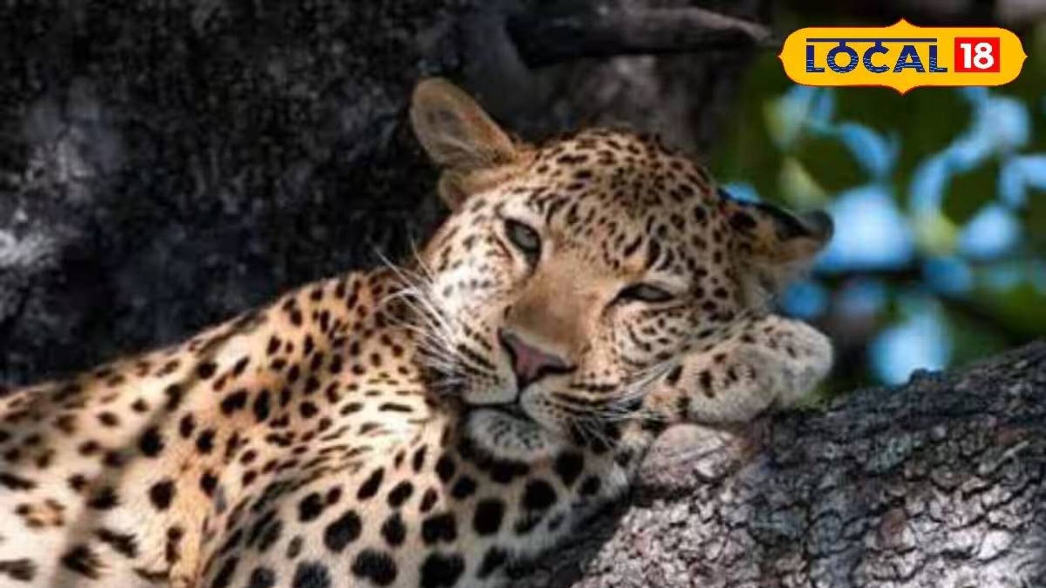 দিনের বেলাতেও ঘরের বাইরে বেরোতে ভয়! লেপার্ড আতঙ্কে কাঁটা সাতালি