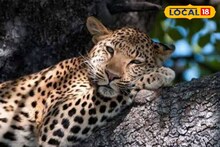 Leopard Scare: দিনের বেলাতেও খাঁ খাঁ করে এলাকা, ঘরের বাইরে বেরোতে ভয় পাচ্ছে মানুষ! লেপার্ড আতঙ্কে কাঁটা সাতালি