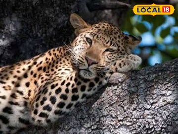 লেপার্ড