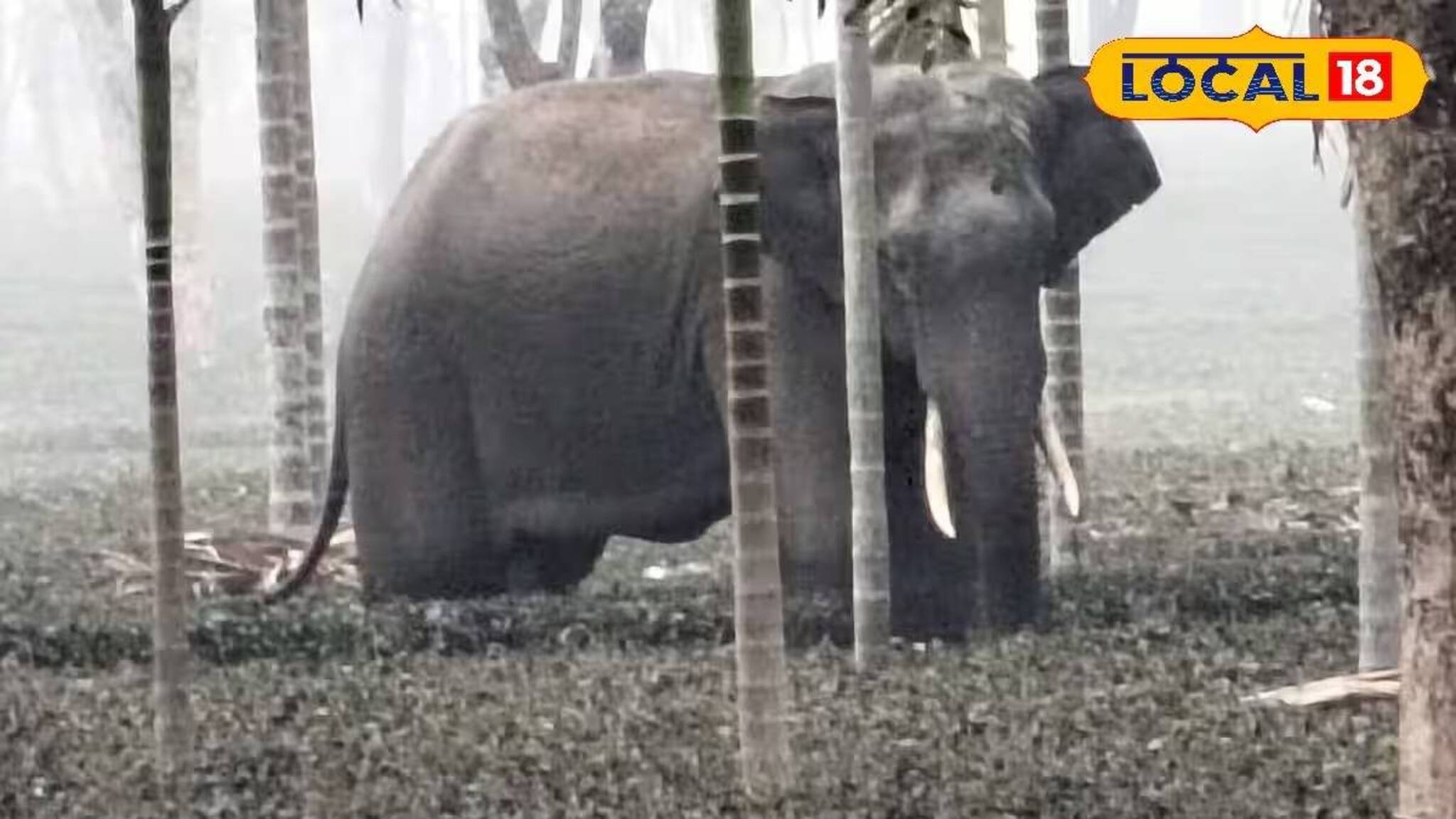 কুয়াশায় পথ ভুলে চা বাগানে হাতির দল! ভয়ে কাঁটা শ্রমিকরা