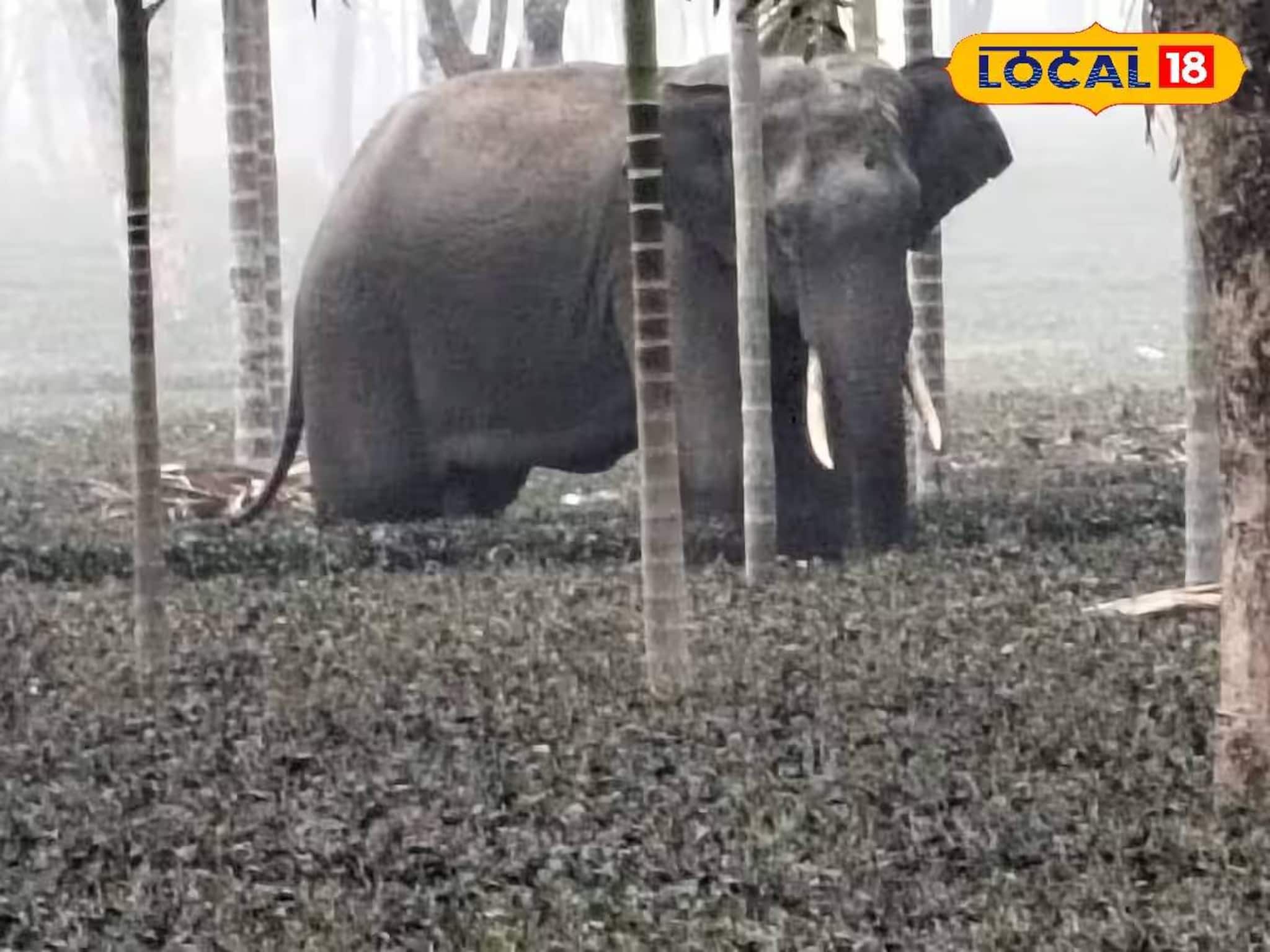 কুয়াশায় পথ ভুলে চা বাগানে হাতির দল! ভয়ে কাঁটা শ্রমিকরা