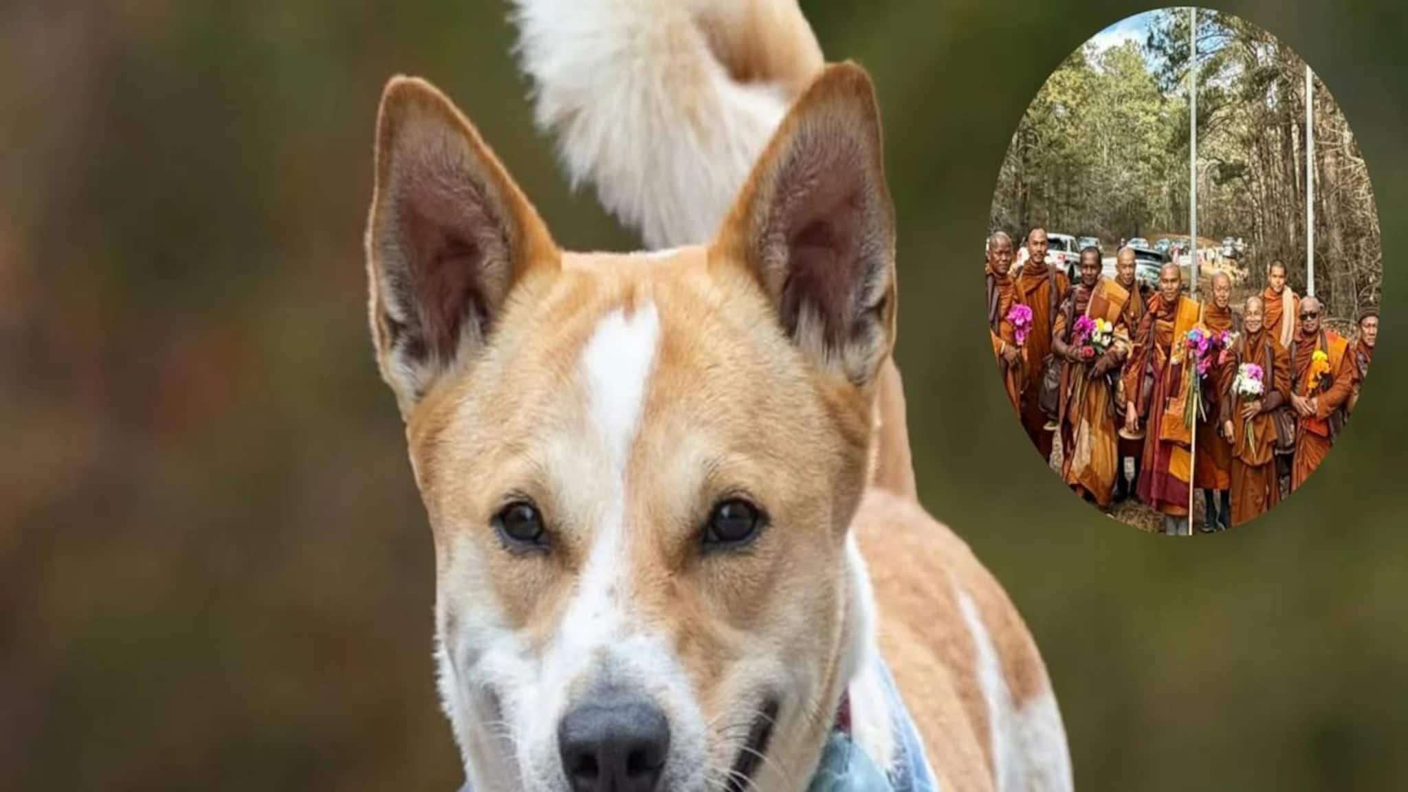 জন্ম কলকাতায়, এখন শান্তির বার্তা নিয়ে আমেরিকার রাস্তায় ঘুরছে এই পথকুকুর! কীভাবে সম্ভব হল এই জার্নি, হার মানাবে সিনেমাকেও