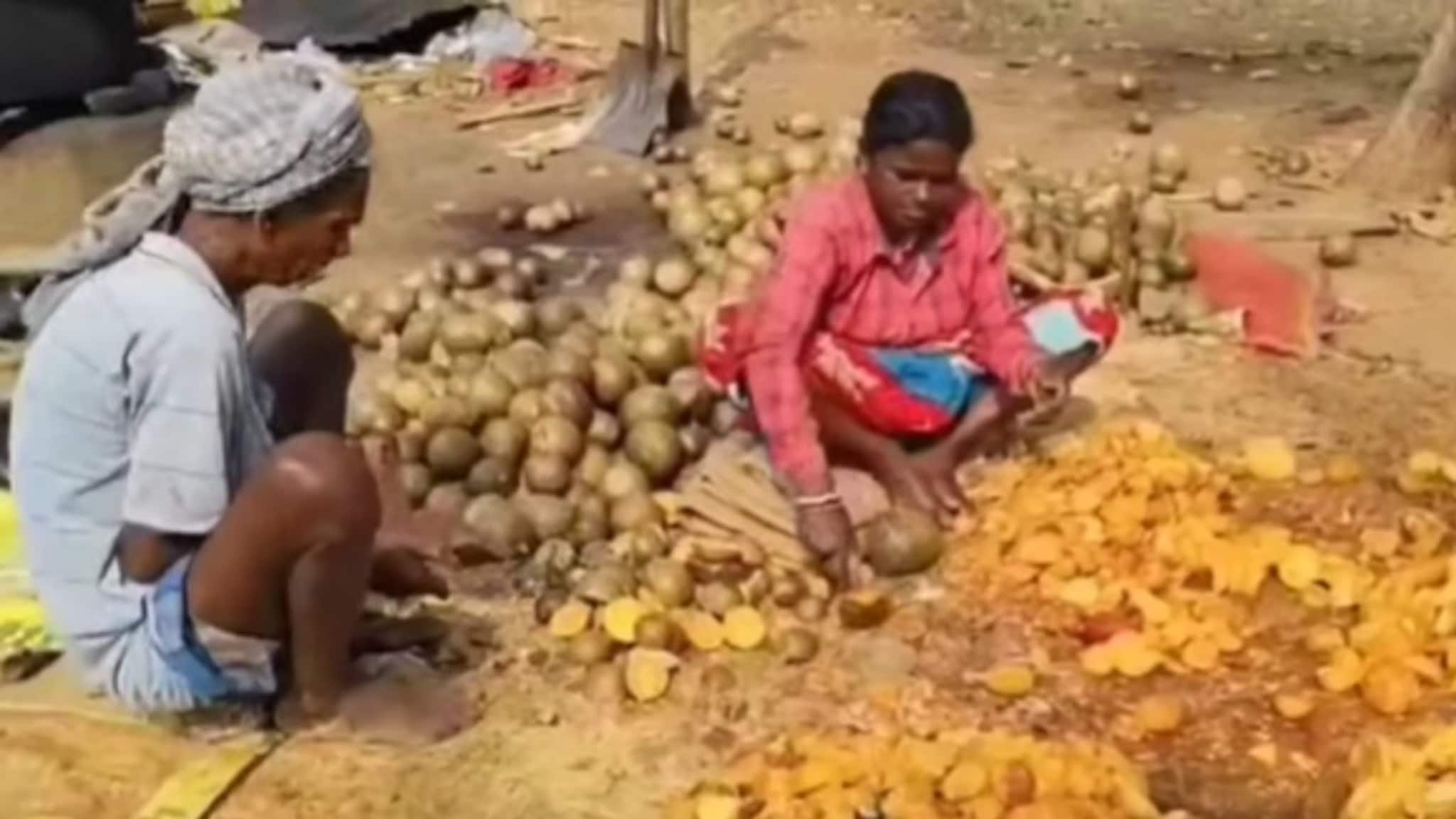 Bankura News: এই ফলই বাঁকুড়া জঙ্গলমহলে দেখাচ্ছে জীবিকার নতুন ভরসা