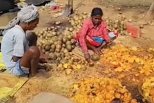 Bankura News: এই ফলই বাঁকুড়া জঙ্গলমহলে দেখাচ্ছে জীবিকার নতুন ভরসা