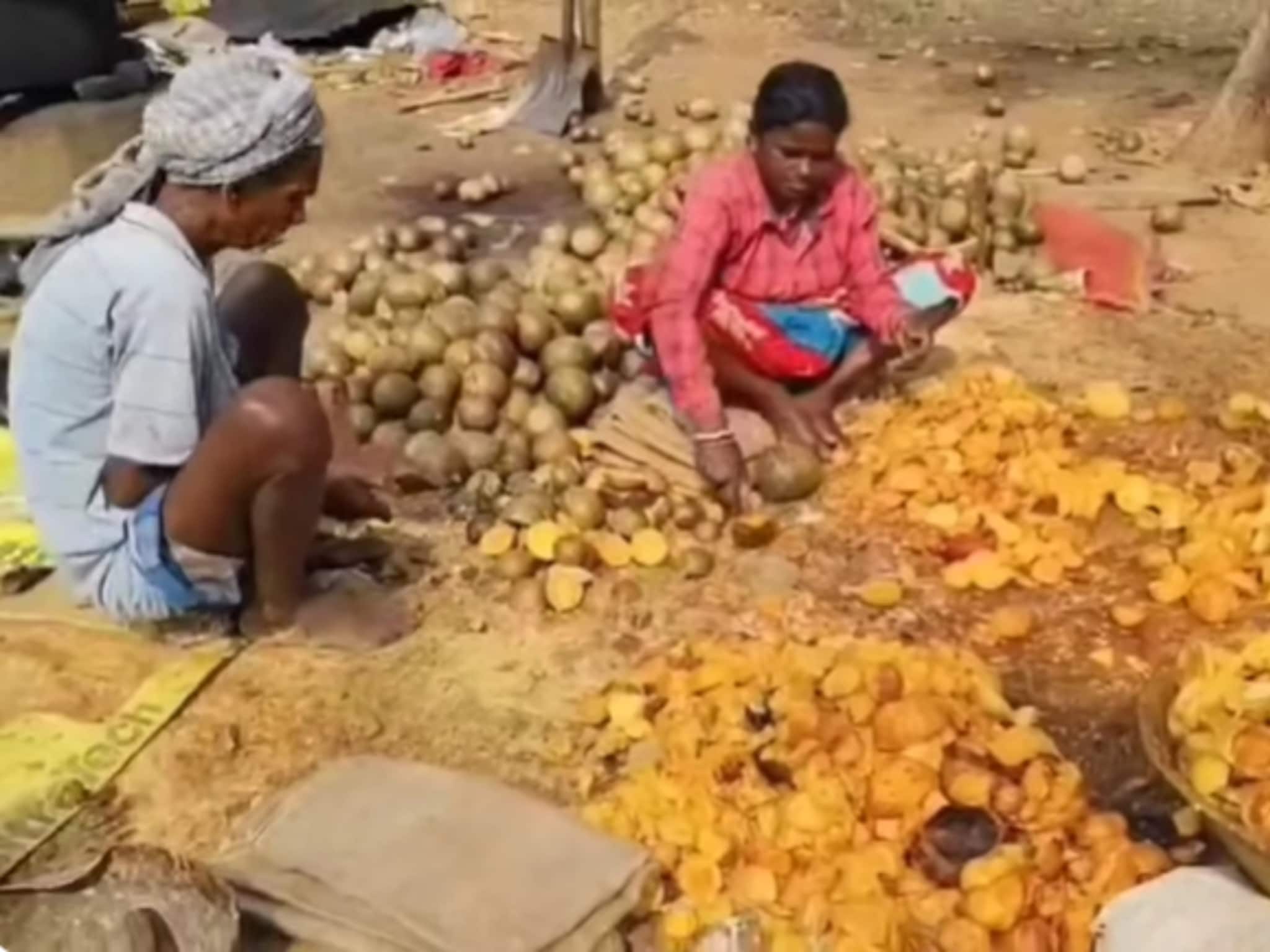 এই ফলই বাঁকুড়া জঙ্গলমহলে দেখাচ্ছে জীবিকার নতুন ভরসা