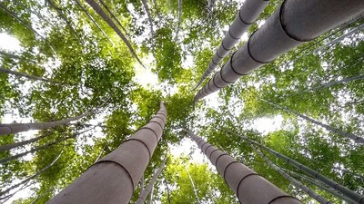 তবে, শুধু বাঁশের সূত্রে অতীত নয়, রাজস্থানের এই জেলা তার প্রাকৃতিক সৌন্দর্যের জন্যও বিখ্যাত। এক দিকে যেমন এর প্রসিদ্ধি সিটি অফ বাম্বু নামে, তেমনই এর পরিচিতি সিটি অফ হান্ড্রেড আইল্যান্ডস নামে! রুক্ষতা নয়, এই রাজস্থানি সৌন্দর্য মাহি নদীর কারণে শ্যামলিমায় ভরা। বলা হয়, বাঁশওয়ারা শহর স্থাপনের কৃতিত্ব মহারাণা জগমল সিংয়ের। মাহি বাজাজ সাগর ড্যাম, মণ্ডরেশ্বর মন্দির, দায়ালাব হ্রদ প্রতি বছর বাঁশওয়ারায় অগণিত পর্যটক ডেকে নিয়ে আসে।