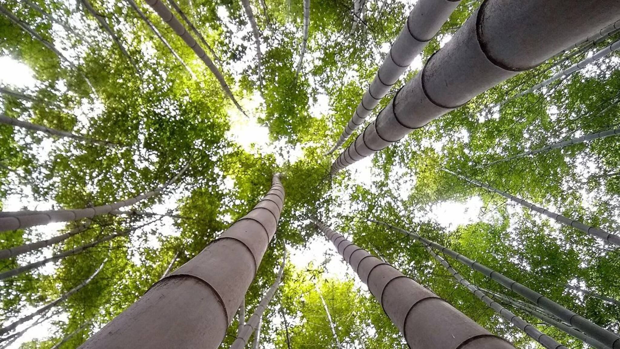 GK: সিটি অফ বাম্বু? ঠিক পড়েছেন, ‘বাঁশের শহর’ আছে আমাদের দেশেই, প্রকৃতির মোহময়ী রূপ ডেকে আনে পর্যটককে