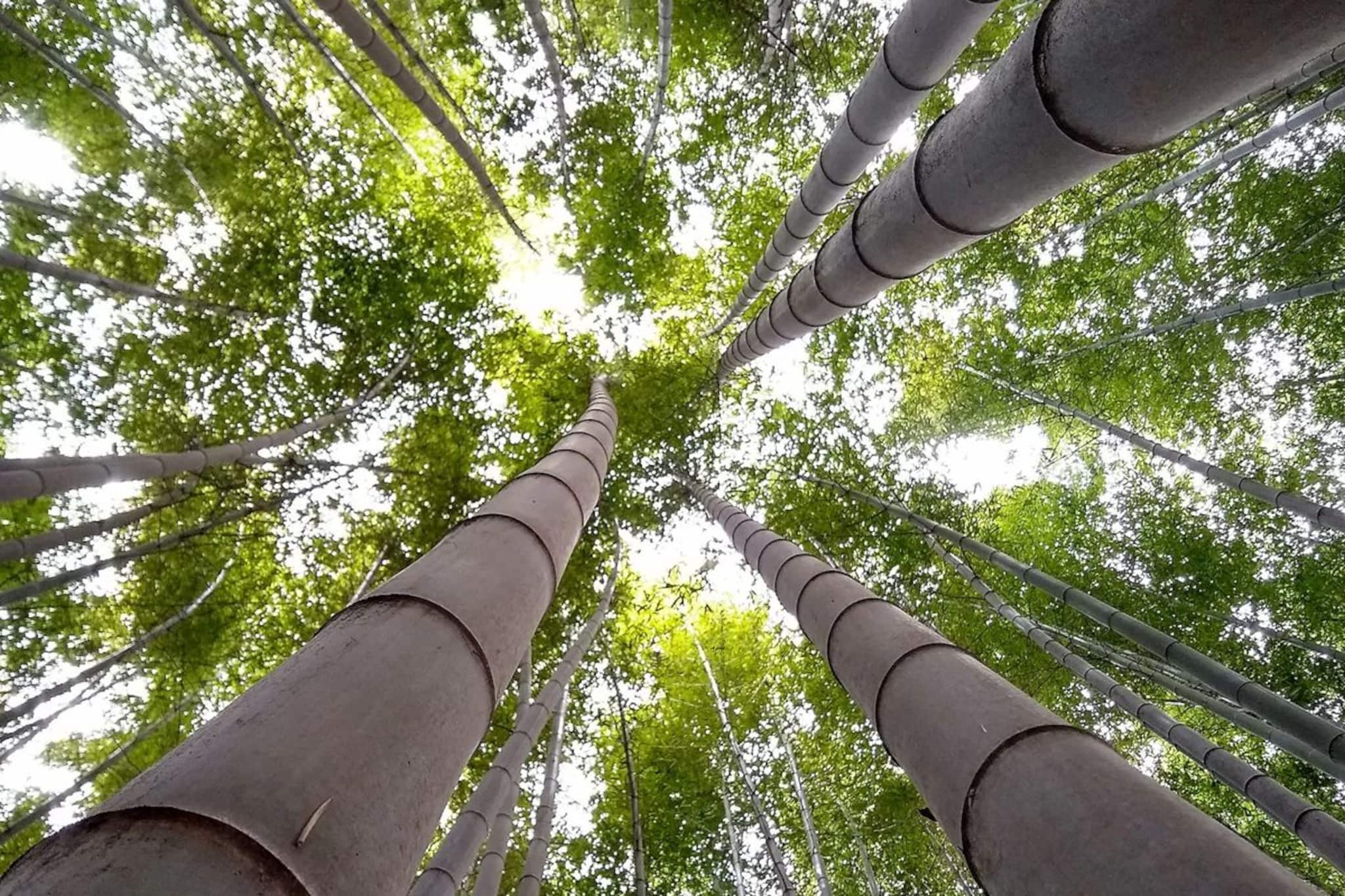 সিটি অফ বাম্বু? ঠিক পড়েছেন, ‘বাঁশের শহর’ আছে আমাদের দেশেই, প্রকৃতির মোহময়ী রূপে মুগ্ধ সিটি অফ বাম্বু? ঠিক পড়েছেন, ‘বাঁশের শহর’ আছে আমাদের দেশেই, প্রকৃতির মোহময়ী রূপে মুগ্ধ