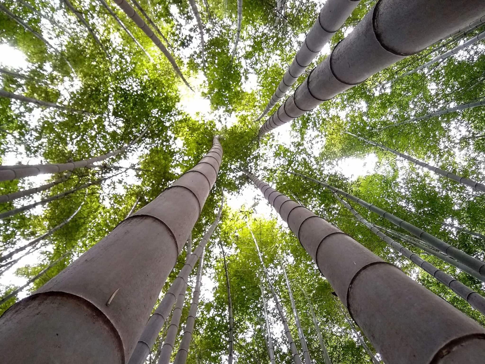 সিটি অফ বাম্বু? ঠিক পড়েছেন, ‘বাঁশের শহর’ আছে আমাদের দেশেই, প্রকৃতির মোহময়ী রূপে মুগ্ধ