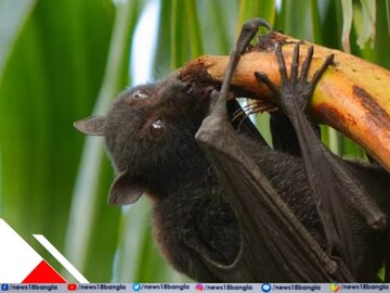 নিপা ভাইরাস ঘিরে বাড়ছে উদ্বেগ! কত জন হোম কোয়ারেন্টাইনে জানেন? পাঠানো হচ্ছে নমুনা