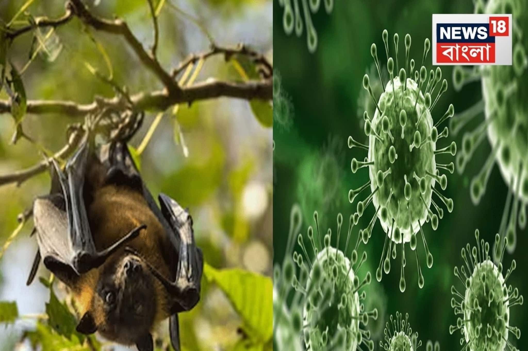 ৩৯ দিনের মাথায় সব শেষ...! বাংলায় 'নিপা' আক্রান্ত মহিলা নার্সের মৃত্যু, বাড়ছে সংশয়