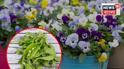 Pea Pod Power: Turn Kitchen Waste into Plant Tonic for Winter Blooms!