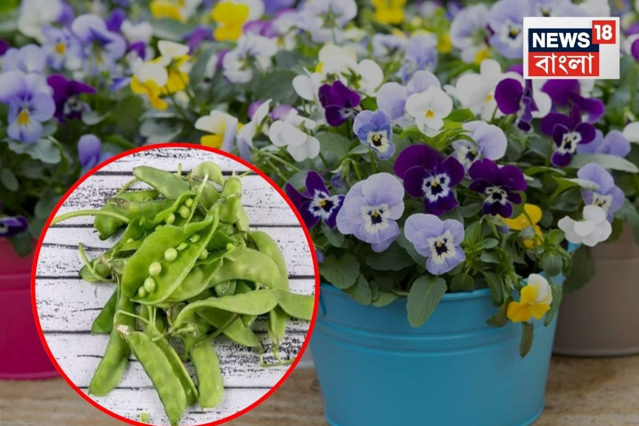 গাছের দুর্দান্ত ‘টনিক’! জঞ্জালের ফেলে দেওয়া জিনিসই ফোটাবে শীতের রঙিন ফুল, জানুন