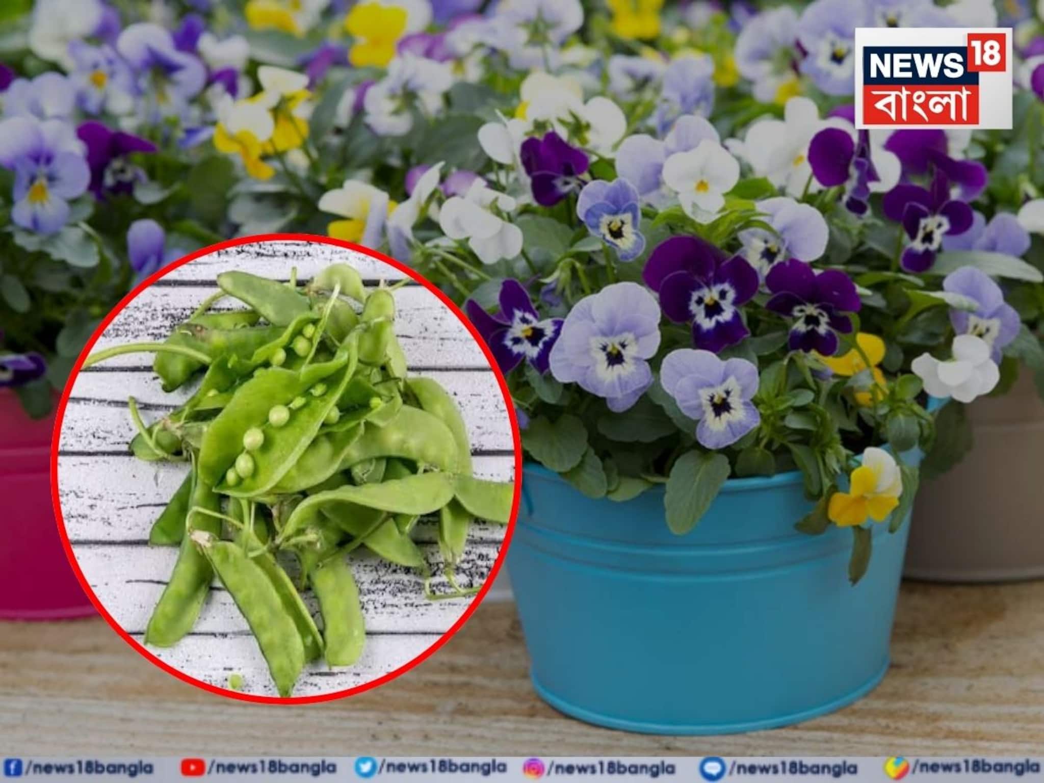 গাছের দুর্দান্ত ‘টনিক’! জঞ্জালের ফেলে দেওয়া জিনিসই ফোটাবে শীতের রঙিন ফুল, জানুন