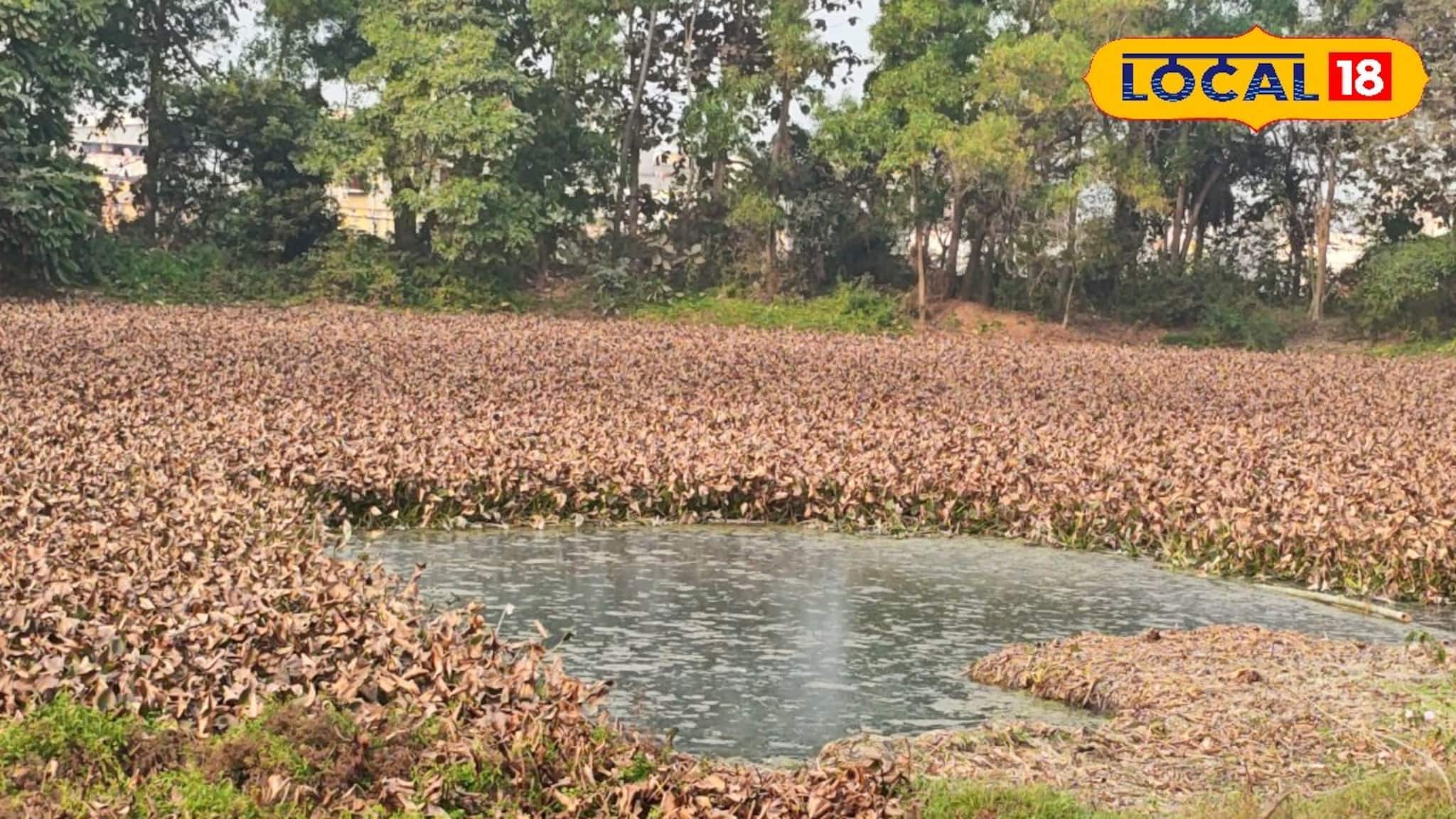 Bankura Puabagan Migratory Birds: বিদায়বেলায় শীত, তবুও ফিরল না 'হুইসেল ডাক'! নিঃশব্দ বাঁকুড়ার পুয়াবাগান, মন খারাপ সকলের