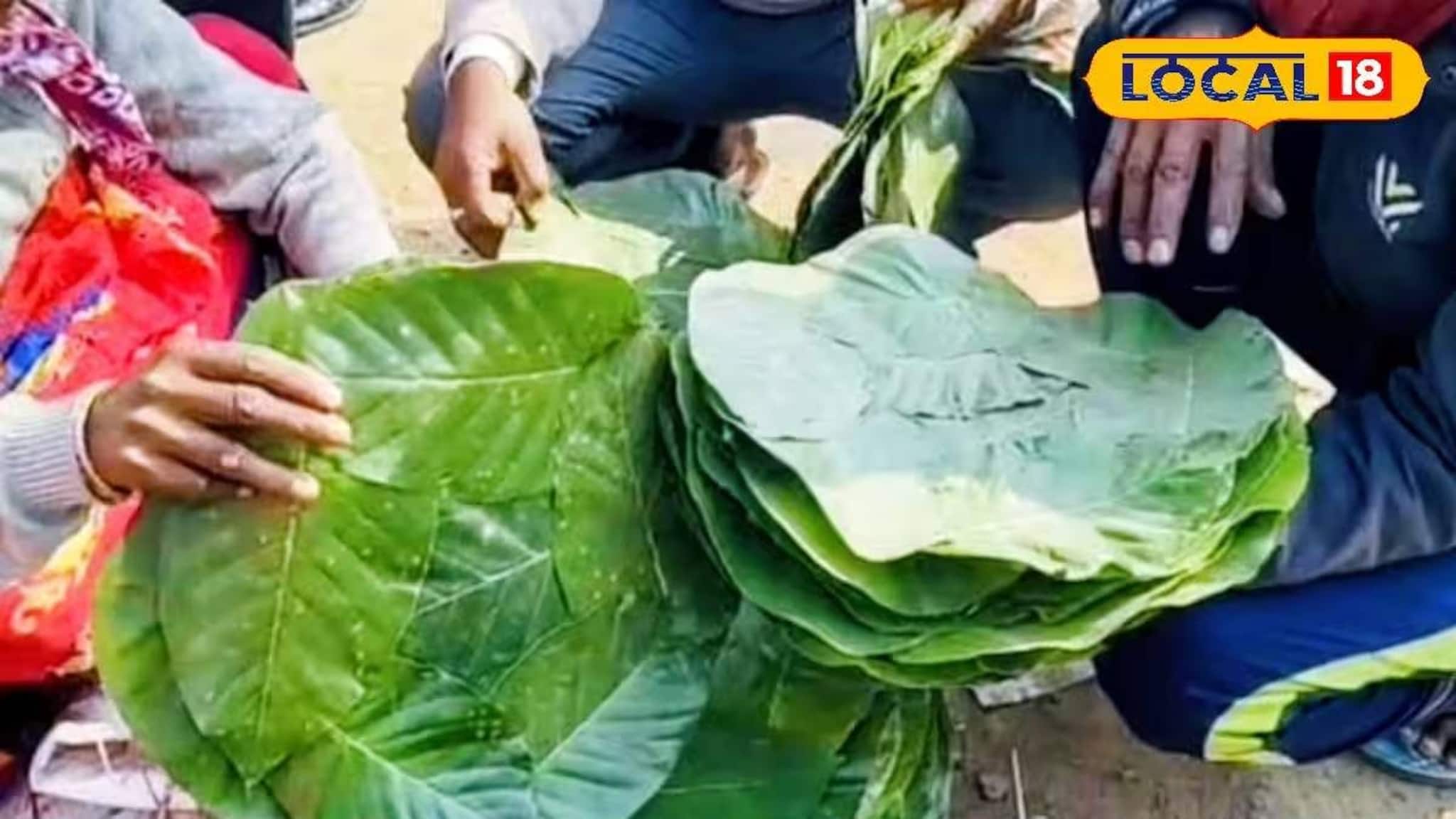 Bankura News: পিঠে তৈরির জন্য লাগবেই লাগবে! মকর সংক্রান্তির আগে বসেছে 'শালপাতার হাট', খাতড়া বাজার জুড়ে উৎসবের আমেজ